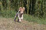 FOX TERRIER 077